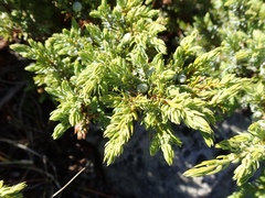 Juniperus communis kelleyi