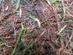 Lucidota atra