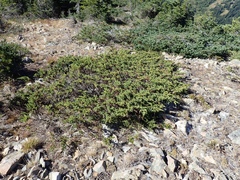 Juniperus communis kelleyi