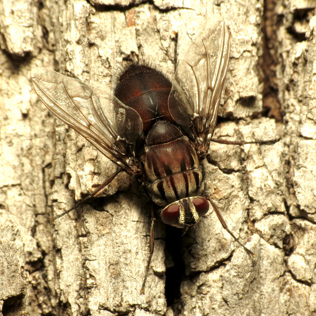 Trixodes obesus