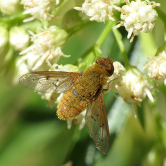 Chrysanthrax edititius