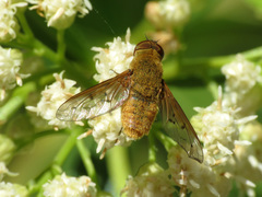 Chrysanthrax edititius