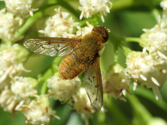 Chrysanthrax edititius