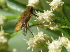 Chrysanthrax edititius