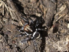 Saitis virgatus