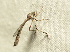Leptogastrinae