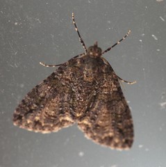 Polyclysta hypogrammata