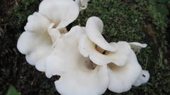 Pleurocybella porrigens image