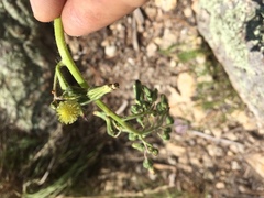 Hieracium crepidispermum