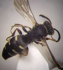 Nysson trimaculatus