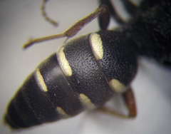 Nysson trimaculatus
