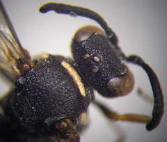 Nysson trimaculatus
