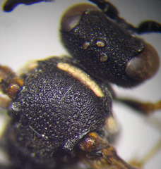 Nysson trimaculatus