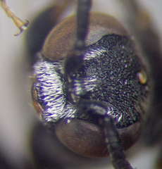 Nysson trimaculatus