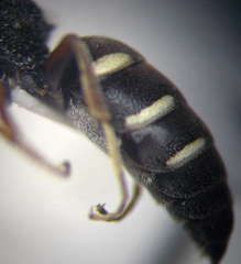 Nysson trimaculatus
