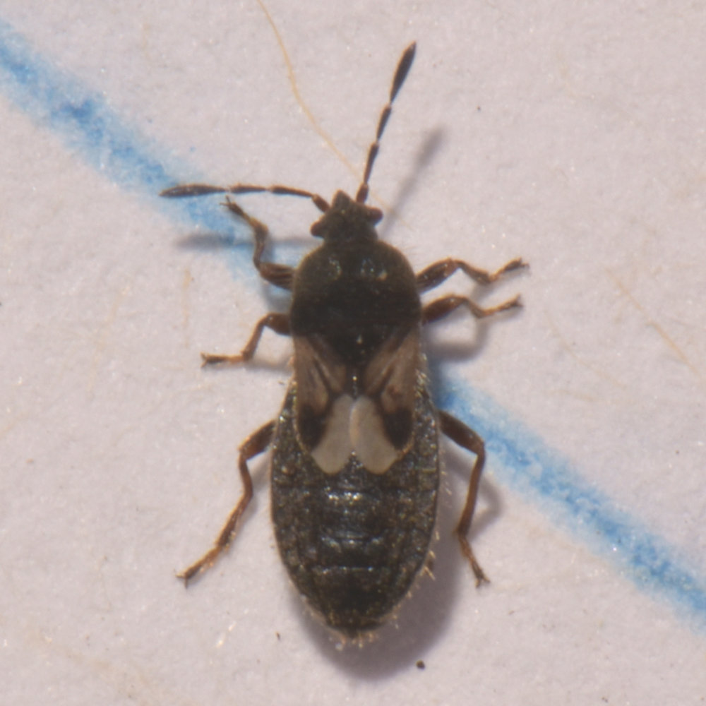hairy chinch bug