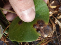 Puccinia asarina