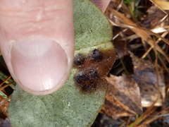 Puccinia asarina