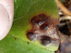 Puccinia asarina