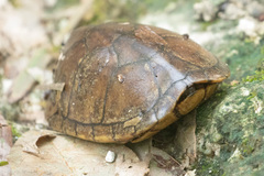 Kinosternon acutum