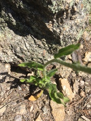 Hieracium crepidispermum