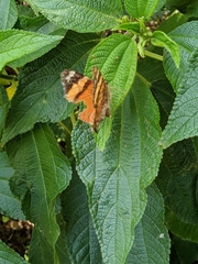Hypanartia