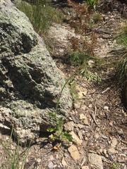Hieracium crepidispermum