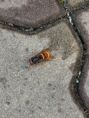 Vespa velutina nigrithorax