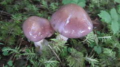 Cortinarius salor