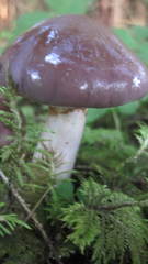 Cortinarius salor