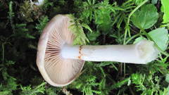 Cortinarius salor