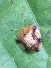 Laccoptera nepalensis