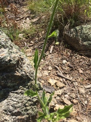 Hieracium crepidispermum
