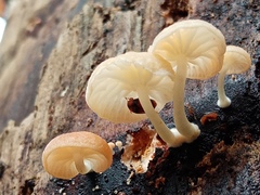 Chromosera