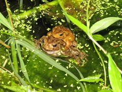 Ingerophrynus biporcatus