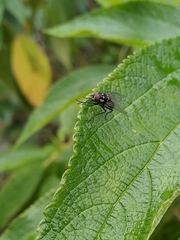 Diptera
