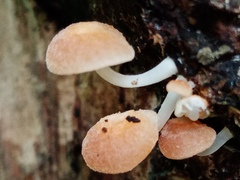 Chromosera