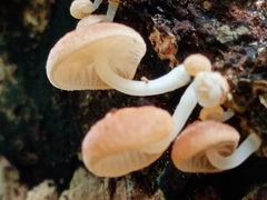 Chromosera
