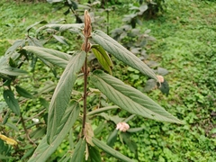 Viburnum chinshanense