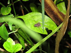 Ingerophrynus biporcatus