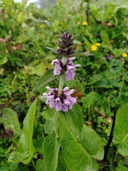 Stachys melissifolia