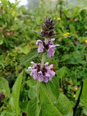 Stachys melissifolia