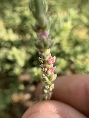 Nitrophila occidentalis