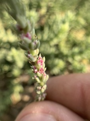 Nitrophila occidentalis