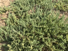 Nitrophila occidentalis
