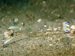 Ancylomenes magnificus