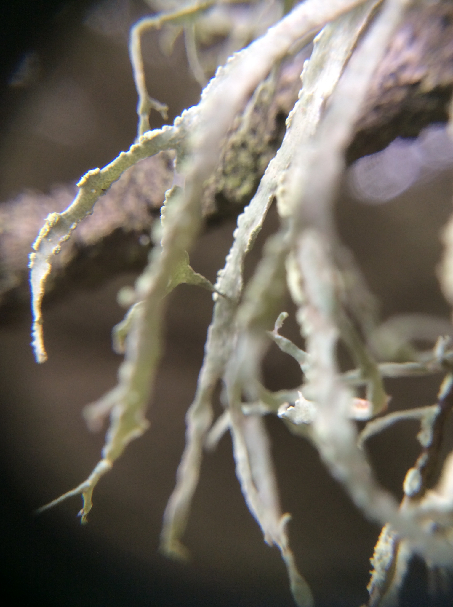 Ramalina farinacea image