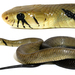 Black-tailed Indigo Snake - Photo (c) Eduardo Zavala B., some rights reserved (CC BY-NC), uploaded by Eduardo Zavala B.