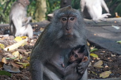 Macaca fascicularis