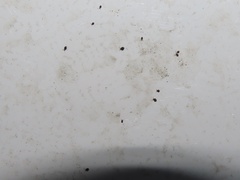 Sminthurinus minutus